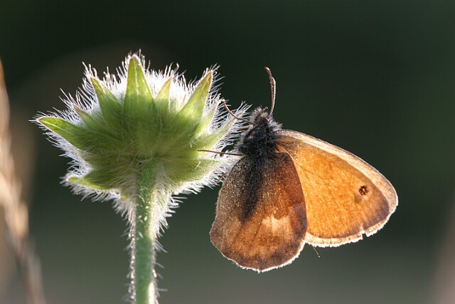 Strzępotek ruczajnik [Coenonympha pamphilus]