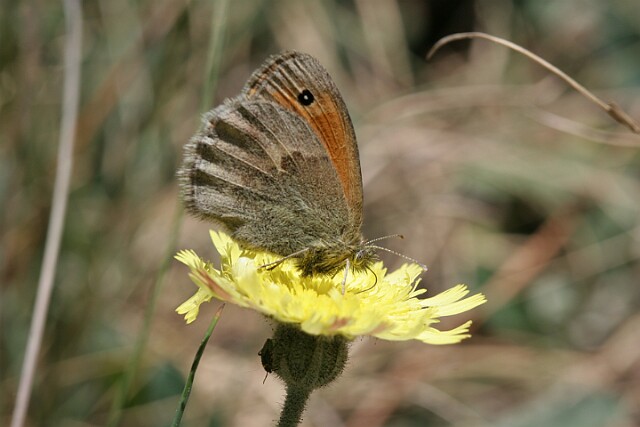 Strzępotek ruczajnik [Coenonympha pamphilus]