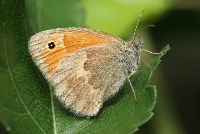 Strzępotek ruczajnik [Coenonympha pamphilus]