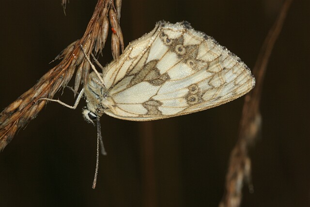 Polowiec szachownica [Melanargia galathea]