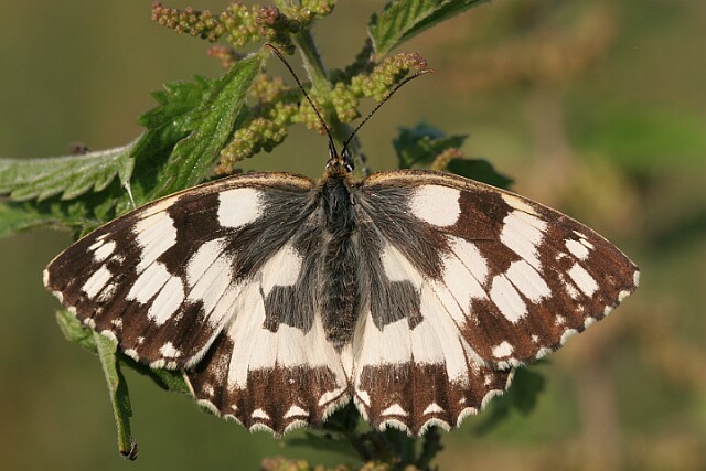 Polowiec szachownica [Melanargia galathea]