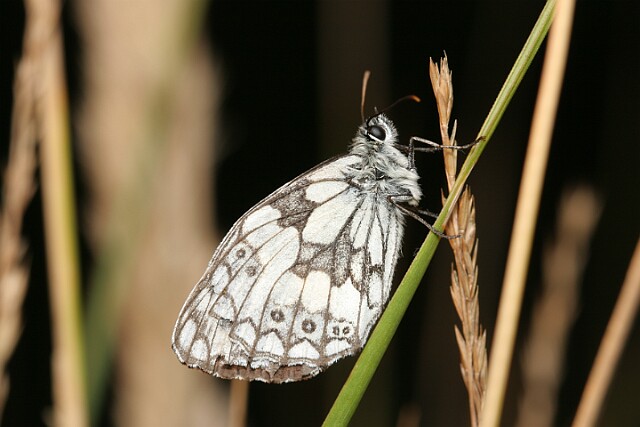 Polowiec szachownica [Melanargia galathea]