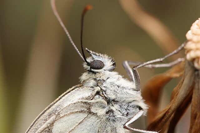 Polowiec szachownica [Melanargia galathea]