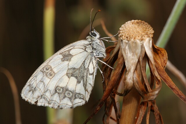 Polowiec szachownica [Melanargia galathea]