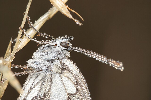 Polowiec szachownica [Melanargia galathea]