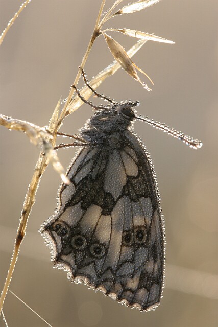 Polowiec szachownica [Melanargia galathea]