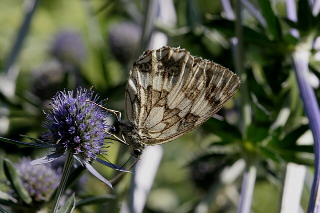 Polowiec szachownica [Melanargia galathea]