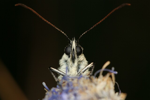 Polowiec szachownica [Melanargia galathea]