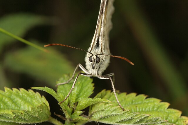 Polowiec szachownica [Melanargia galathea]
