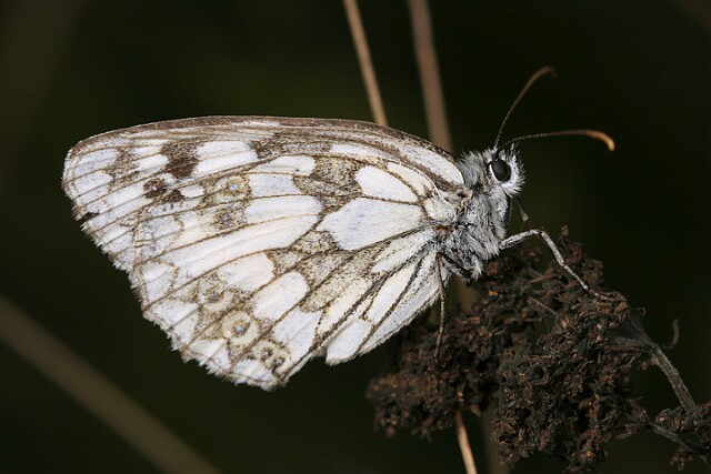 Polowiec szachownica [Melanargia galathea]