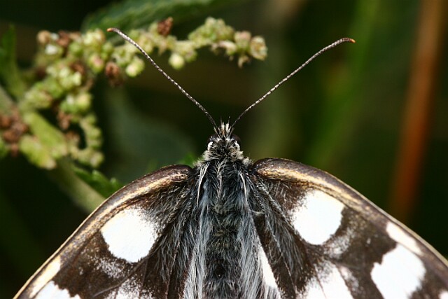 Polowiec szachownica [Melanargia galathea]