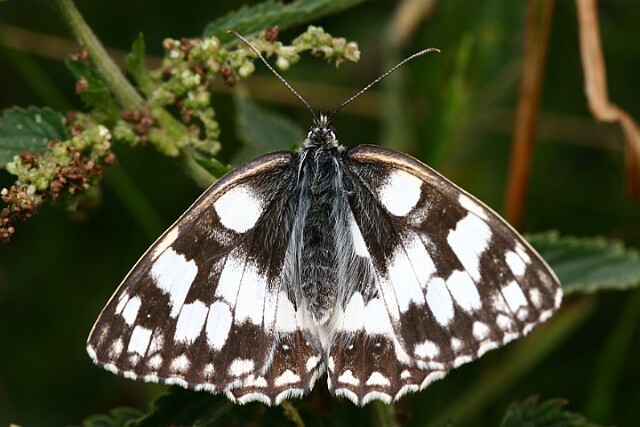 Polowiec szachownica [Melanargia galathea]
