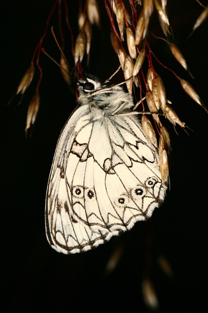 Polowiec szachownica [Melanargia galathea]