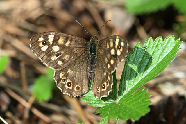 Osadnik egeria [Pararge aegeria]