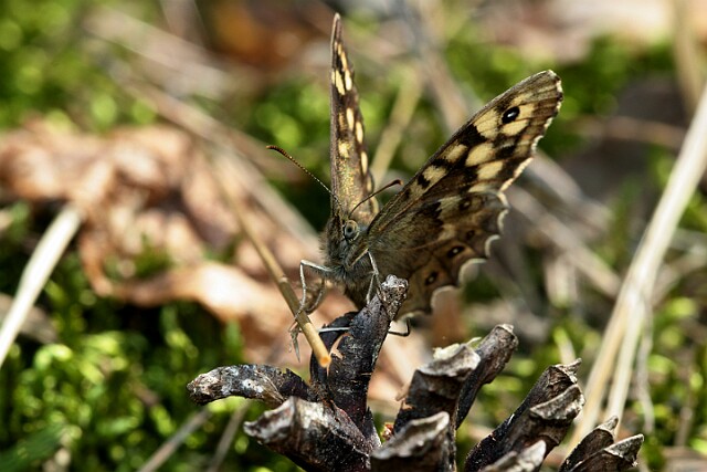 Osadnik egeria [Pararge aegeria]