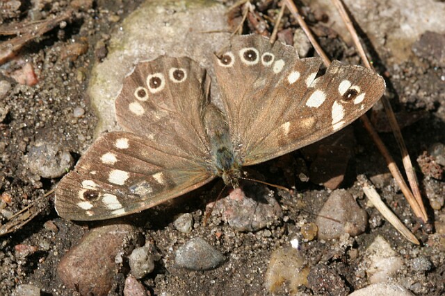 Osadnik egeria [Pararge aegeria]