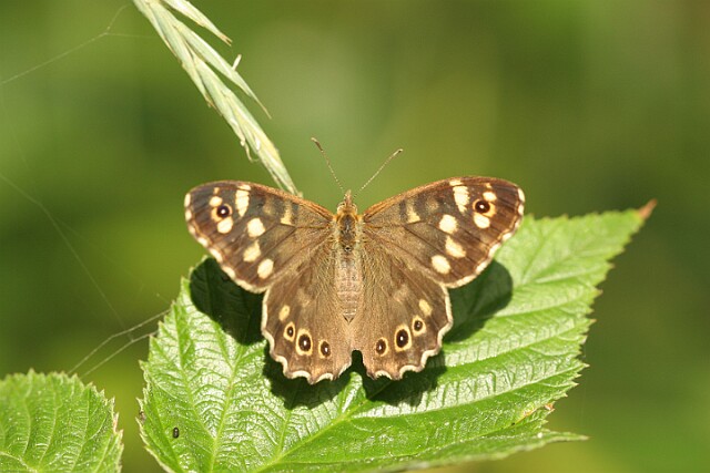 Osadnik egeria [Pararge aegeria]