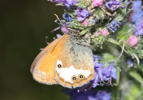 Strzępotek perełkowiec Strzępotek perełkowiec [Coenonympha arcania]