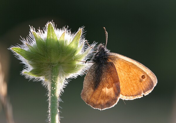Strzępotek ruczajnik Strzępotek ruczajnik [Coenonympha pamphilus]