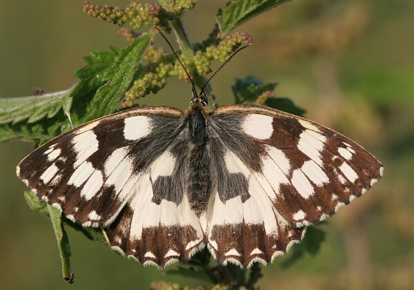 Polowiec szachownica Polowiec szachownica [Melanargia galathea]